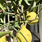 Sweet Lejlighed