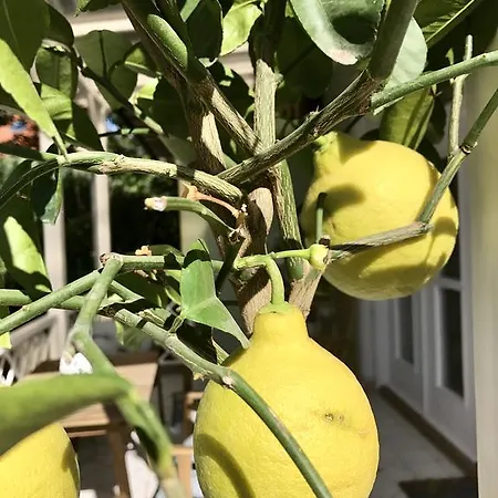 Sweet דירה